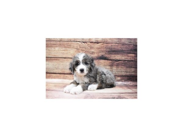 Bernese Mountain Dog/Golden Doodle-DOG-Male-Blue and White-23235-Petland Scottsdale, Arizona