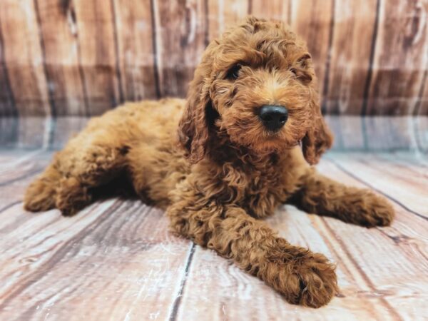 F1B Goldendoodle-DOG-Female-Golden-23230-Petland Scottsdale, Arizona