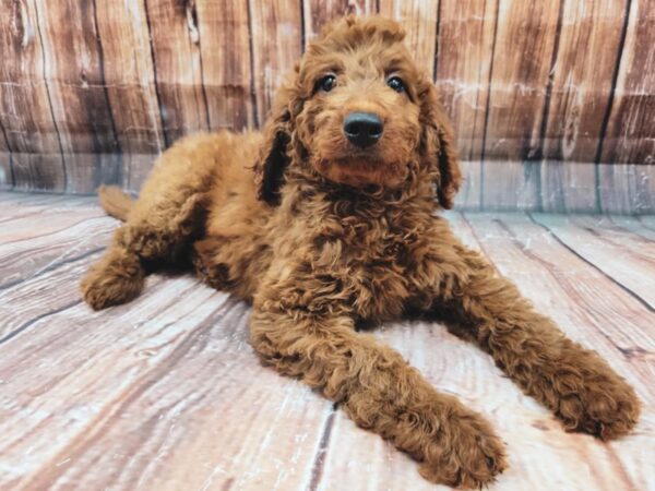 F1B Goldendoodle-DOG-Male-Golden-23229-Petland Scottsdale, Arizona