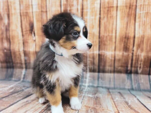 Miniature Australian Shepherd-DOG-Male-Tri-Color-23228-Petland Scottsdale, Arizona