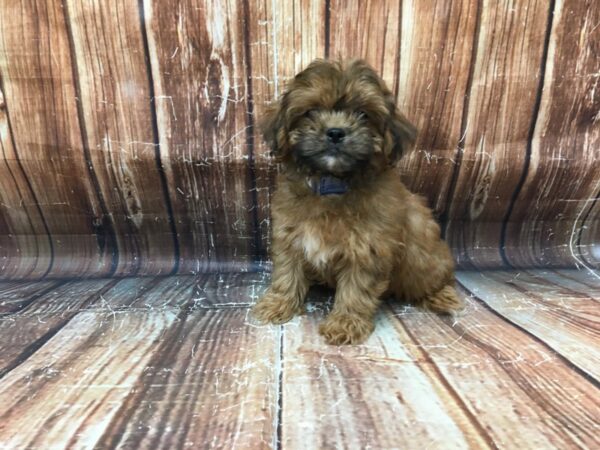 Poodle/Shih Tzu-DOG-Male-Gold-23256-Petland Scottsdale, Arizona
