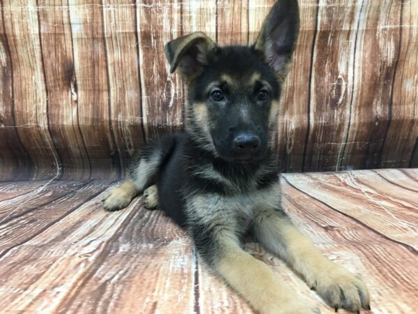 German Shepherd Dog-DOG-Male-Black / Tan-23255-Petland Scottsdale, Arizona