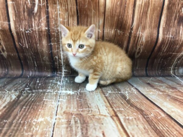 Domestic Cat-CAT-Male-Orange / White-23253-Petland Scottsdale, Arizona
