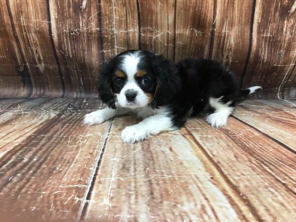 Cavalier King Charles Spaniel-DOG-Male-Black Tan / White-23244-Petland Scottsdale, Arizona