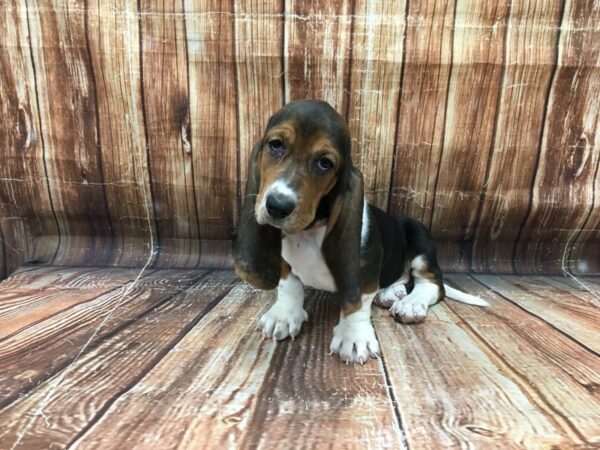 Basset Hound-DOG-Female-Black White / Tan-23242-Petland Scottsdale, Arizona