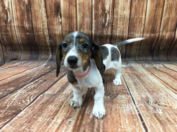 Dachshund-DOG-Female-Black / Tan-23245-Petland Scottsdale, Arizona