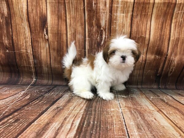 Shih Tzu-DOG-Female-White / Gold-23250-Petland Scottsdale, Arizona