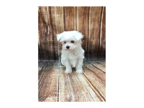 Maltese-DOG-Female-White-23246-Petland Scottsdale, Arizona