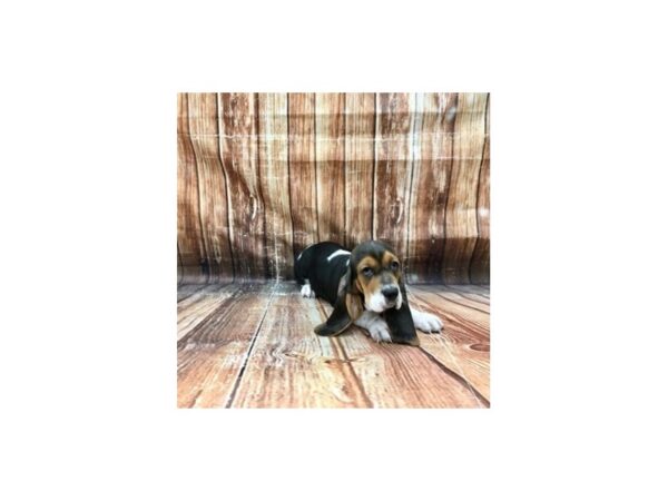 Basset Hound-DOG-Male-Black White / Tan-23243-Petland Scottsdale, Arizona