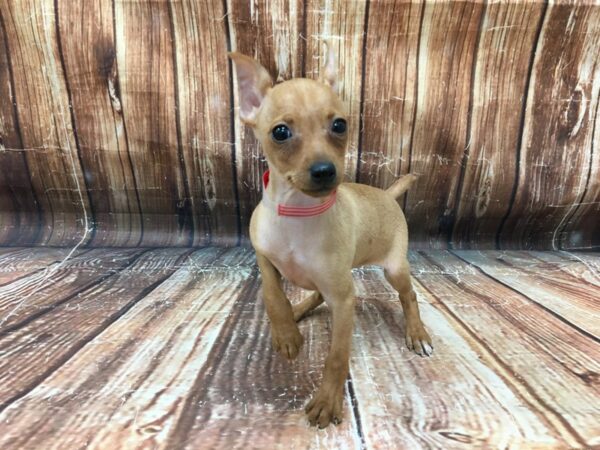 Miniature Pinscher-DOG-Female-Red-23247-Petland Scottsdale, Arizona