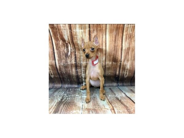 Miniature Pinscher-DOG-Female-Red-23248-Petland Scottsdale, Arizona