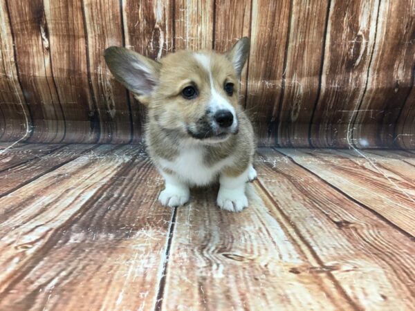 Pembroke Welsh Corgi-DOG-Male-Red / White-23249-Petland Scottsdale, Arizona
