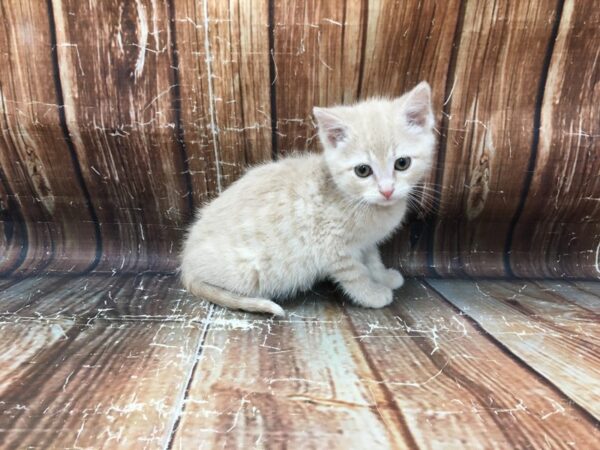 Domestic Cat-CAT-Female-Cream-23252-Petland Scottsdale, Arizona
