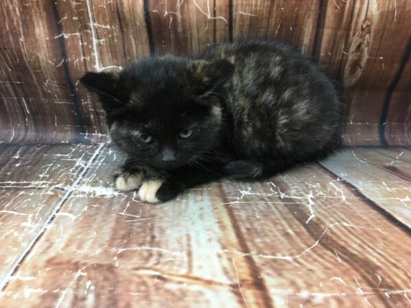 Domestic Cat-CAT-Male-Tabby-23254-Petland Scottsdale, Arizona