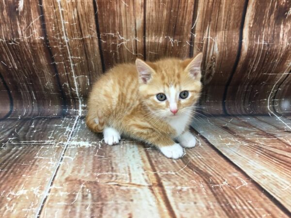 Domestic Cat-CAT-Male-Orange / White-23251-Petland Scottsdale, Arizona