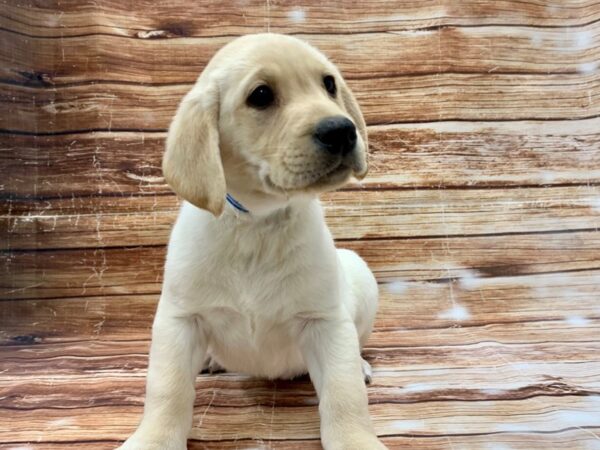 Labrador Retriever-DOG-Male-Yellow-23212-Petland Scottsdale, Arizona