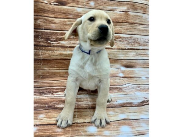 Labrador Retriever-DOG-Male-Yellow-23213-Petland Scottsdale, Arizona