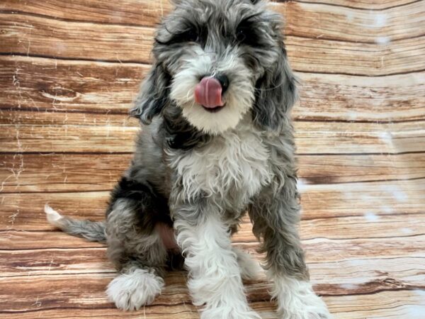 F1B Mini Goldendoodle-DOG-Female-Blue Merle-23223-Petland Scottsdale, Arizona