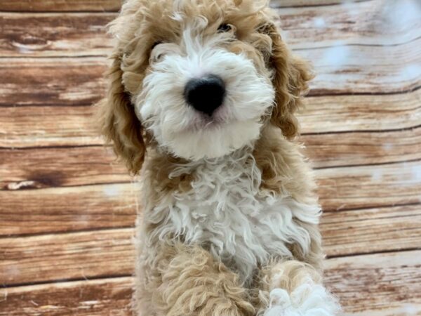 F1B Mini Goldendoodle-DOG-Male-Golden-23224-Petland Scottsdale, Arizona