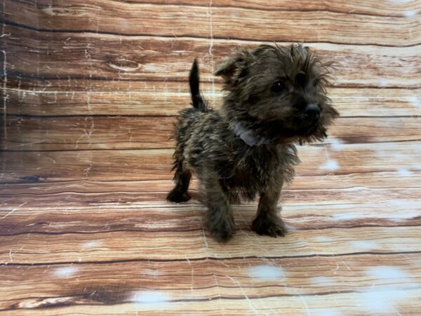 Cairn Terrier-DOG-Male-Wheaten-23218-Petland Scottsdale, Arizona