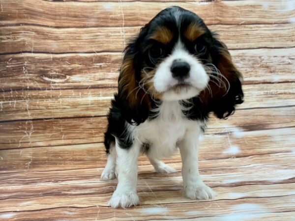 Cavalier King Charles Spaniel-DOG-Male-Black White / Tan-23220-Petland Scottsdale, Arizona