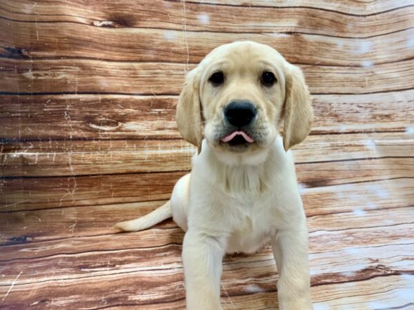 Labrador Retriever-DOG-Male-Yellow-23214-Petland Scottsdale, Arizona
