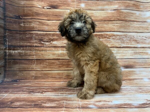 Soft Coated Wheaten Terrier-DOG-Male-Wheaten-23222-Petland Scottsdale, Arizona