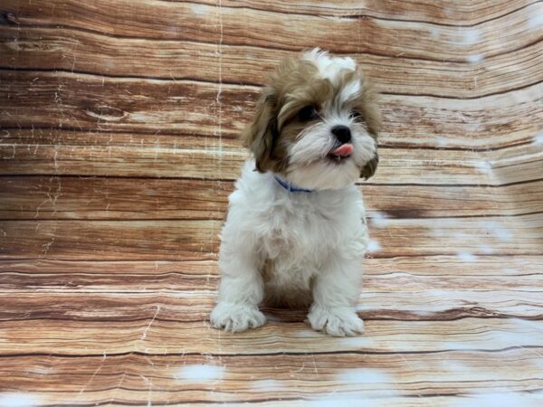 Poodle/Shih Tzu-DOG-Male-White / Red Merle-23226-Petland Scottsdale, Arizona