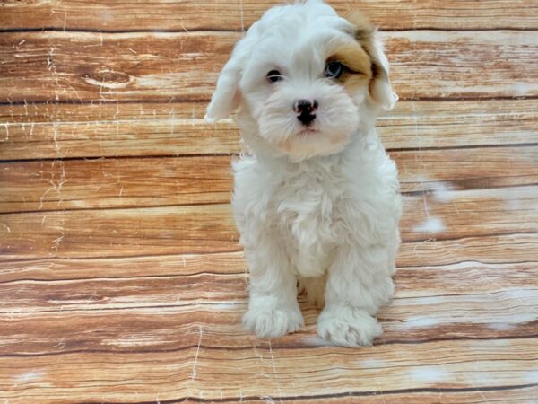 Poodle/Shih Tzu-DOG-Male-White / Red Merle-23227-Petland Scottsdale, Arizona