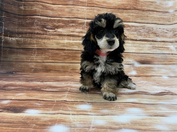 Poodle-DOG-Female-Black / Tan-23215-Petland Scottsdale, Arizona