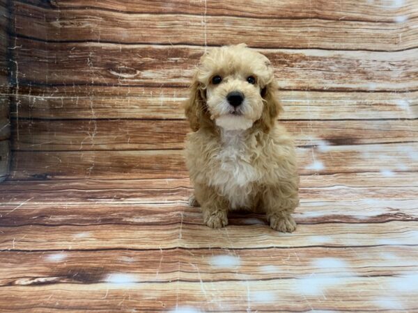 Poodle-DOG-Male-Apricot-23216-Petland Scottsdale, Arizona