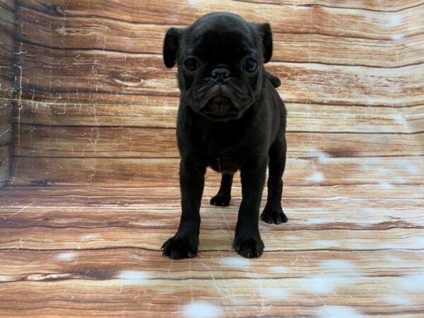 Pug-DOG-Female-Black-23221-Petland Scottsdale, Arizona