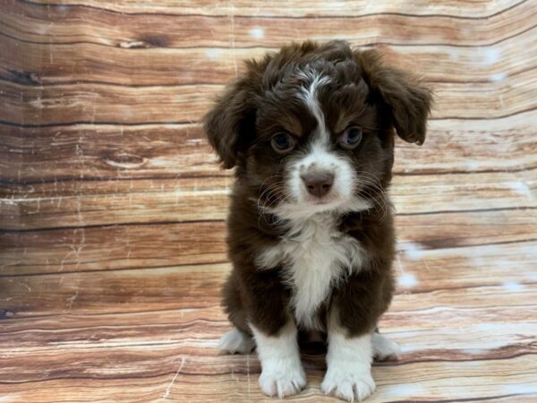 Miniature Australian Shepherd-DOG-Female-Chocolate-23217-Petland Scottsdale, Arizona