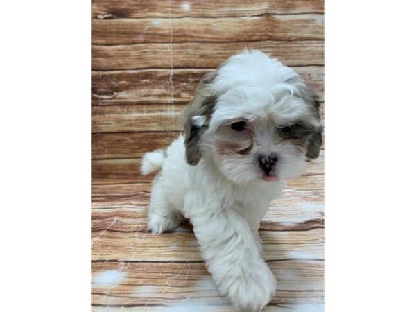 Poodle/Shih Tzu-DOG-Female-White / Blue Merle-23225-Petland Scottsdale, Arizona