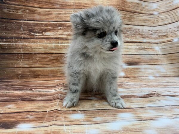 Pomeranian-DOG-Female-Blue Merle-23192-Petland Scottsdale, Arizona