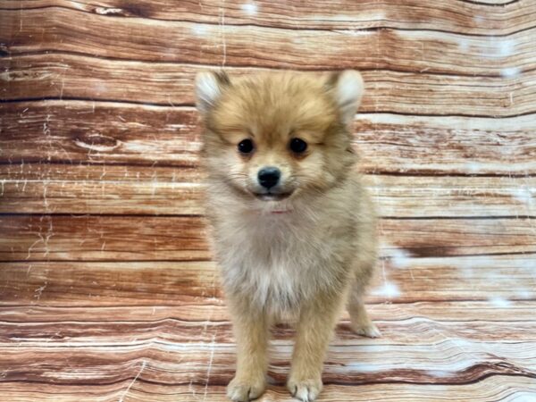 Pomeranian-DOG-Female-Orange-23163-Petland Scottsdale, Arizona