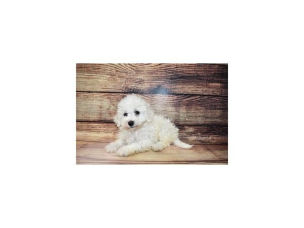 Bichon Frise-DOG-Female-White-23262-Petland Scottsdale, Arizona