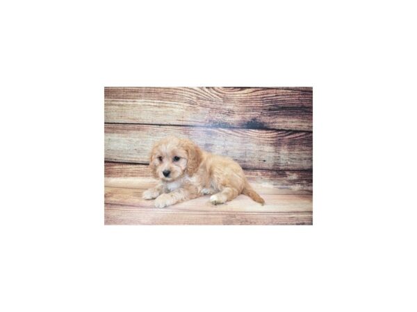 Bichon Frise/Cavalier King Charles Spaniel-DOG-Female-Cream-23263-Petland Scottsdale, Arizona