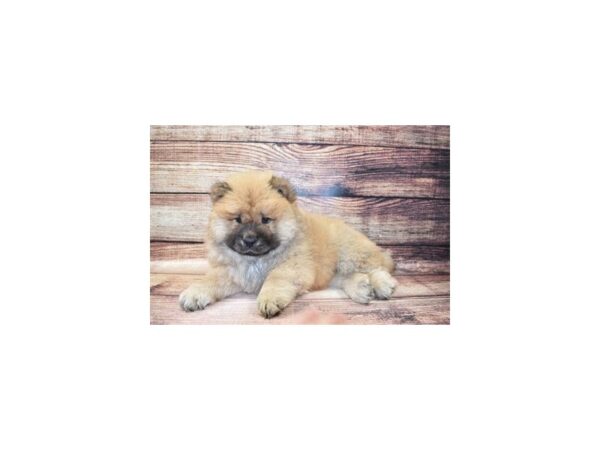 Chow Chow-DOG-Male-Cinnamon-23257-Petland Scottsdale, Arizona