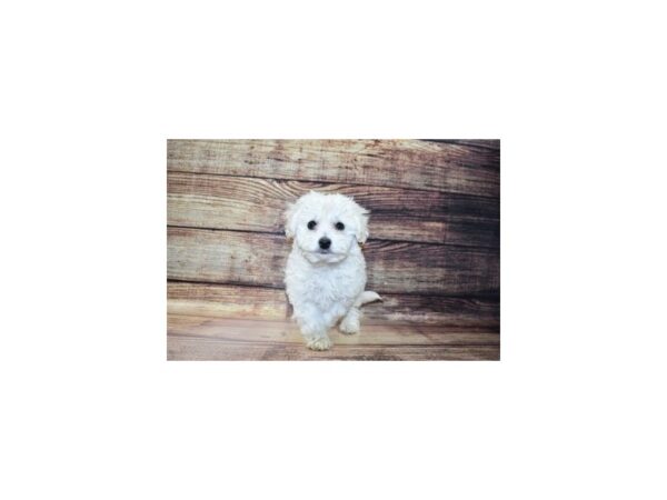Bichon Frise/Poodle-DOG-Female-Cream and White-23264-Petland Scottsdale, Arizona