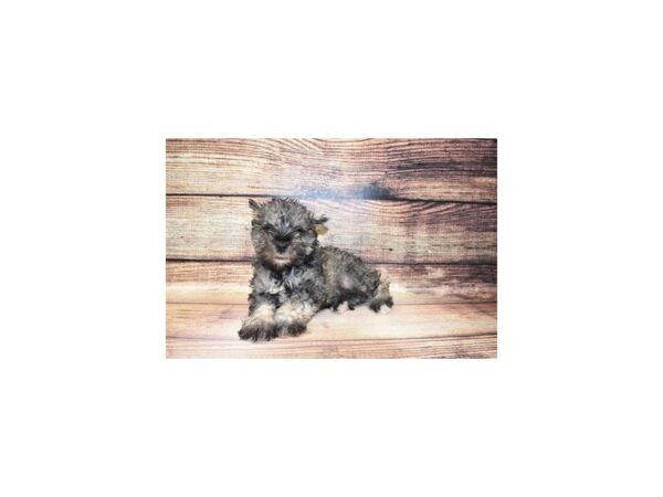 Miniature Schnauzer-DOG-Male-Black and Silver-23260-Petland Scottsdale, Arizona