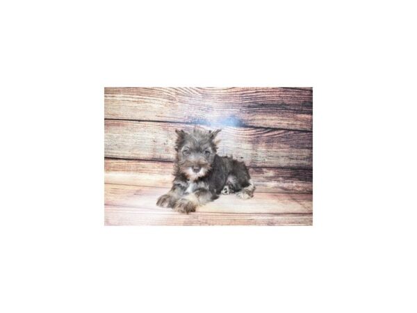 Miniature Schnauzer-DOG-Female-Liver and Pepper-23261-Petland Scottsdale, Arizona