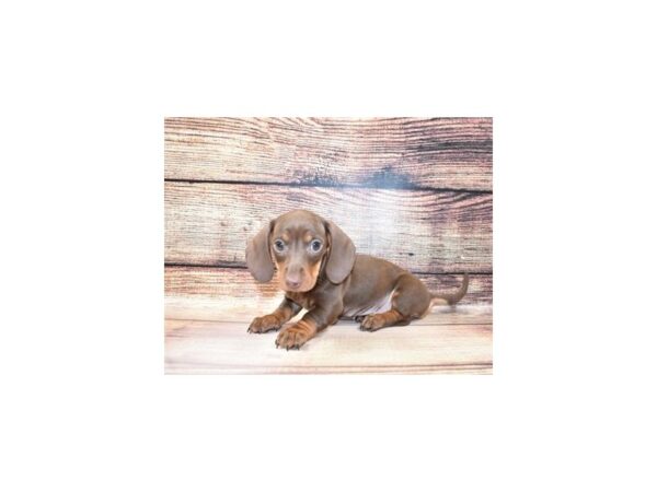 Dachshund-DOG-Male-Chocolate and Tan-23258-Petland Scottsdale, Arizona