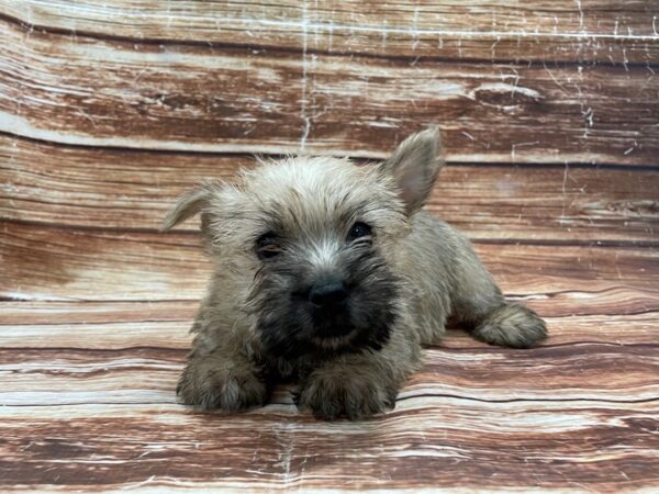 Cairn Terrier-DOG-Male-Wheaten-23265-Petland Scottsdale, Arizona