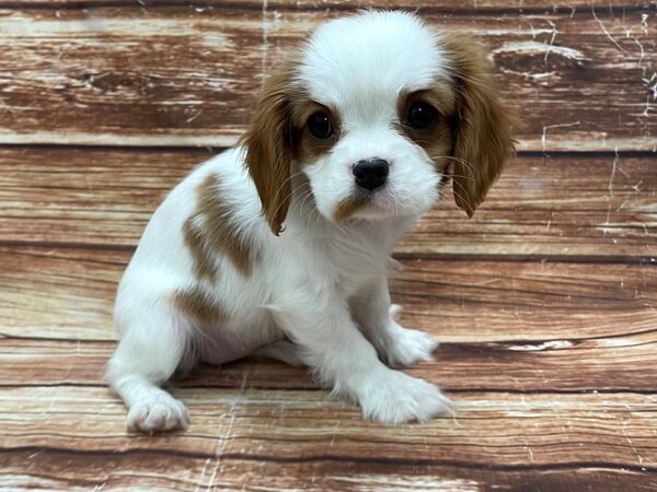Cavalier King Charles Spaniel-DOG-Female-Blenheim / White-23266-Petland Scottsdale, Arizona