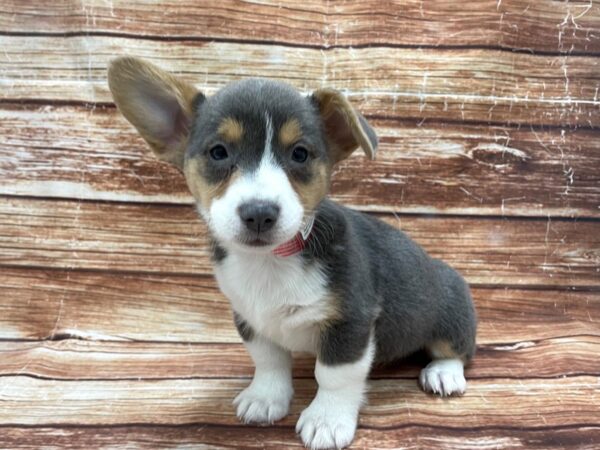 Pembroke Welsh Corgi-DOG-Female-Blue / Tan-23269-Petland Scottsdale, Arizona