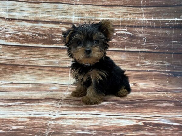 Yorkshire Terrier-DOG-Male-Black / Tan-23270-Petland Scottsdale, Arizona