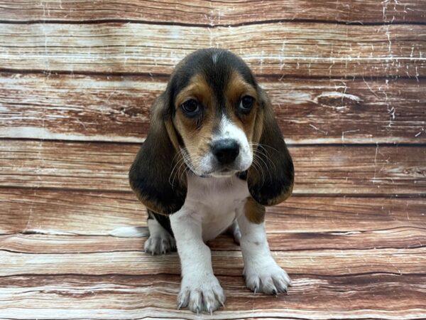 Basset Hound/Beagle-DOG-Male-Black / Tan-23271-Petland Scottsdale, Arizona