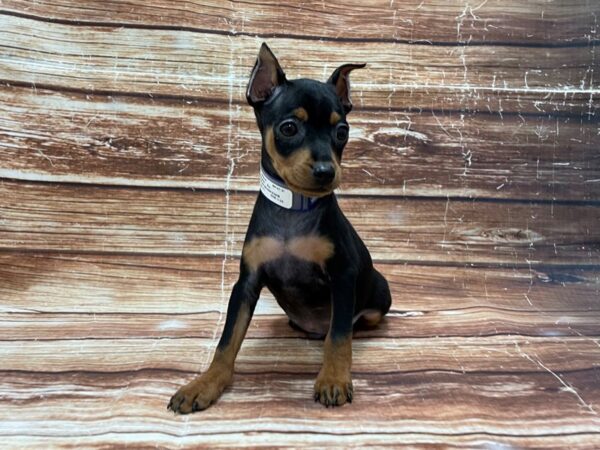 Miniature Pinscher-DOG-Male-Black / Rust-23268-Petland Scottsdale, Arizona