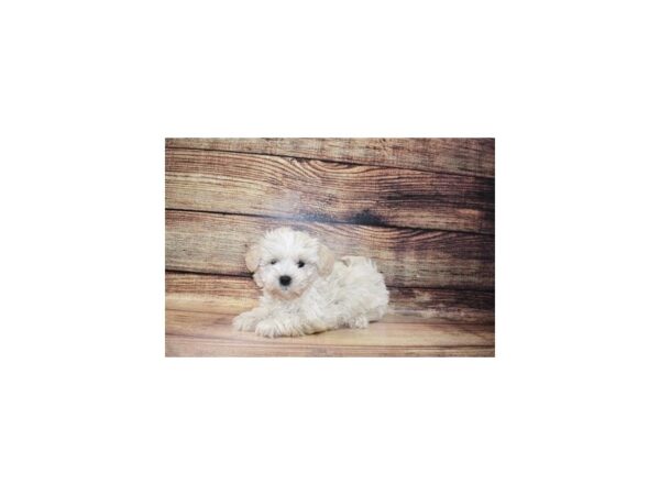 Havanese/Maltese-DOG-Female-Cream-23272-Petland Scottsdale, Arizona